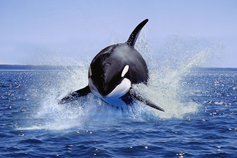 An orca leaping out of the water in Canada