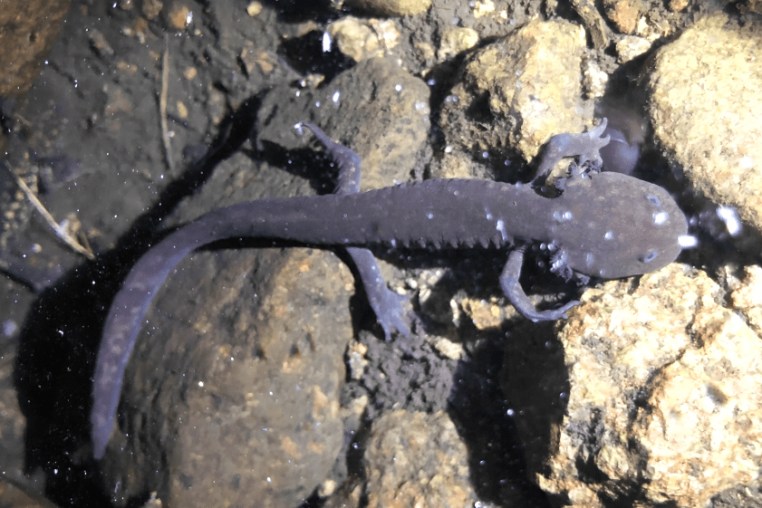 salamander volcano