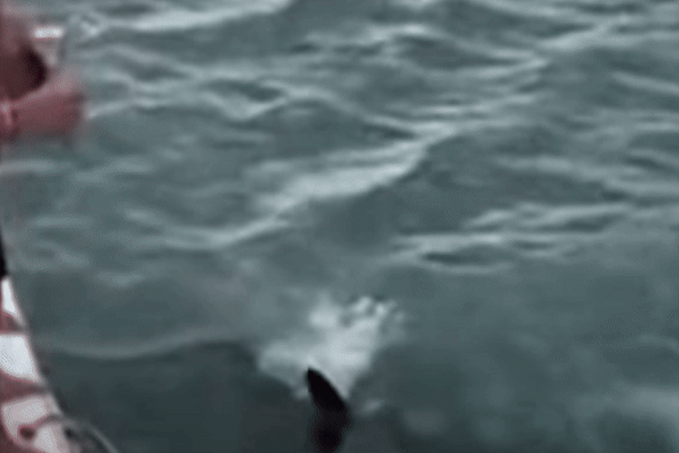 A New Zealand man was filmed diving onto an orca off the coast of Auckland, in footage shared to social media in February 2024.