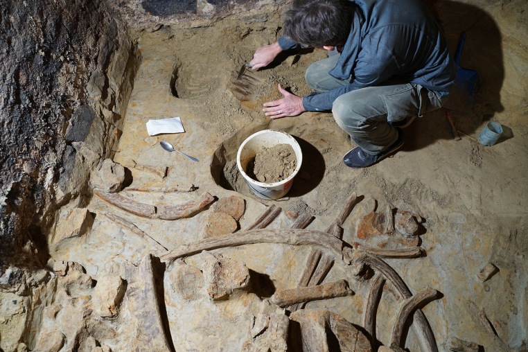 Archeologist Marc Händel recovers mammoth bones in a wine cellar in Gobelsburg, Austria.