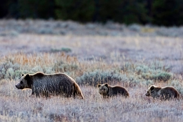 A mother grizzly bear leads her cubs.
