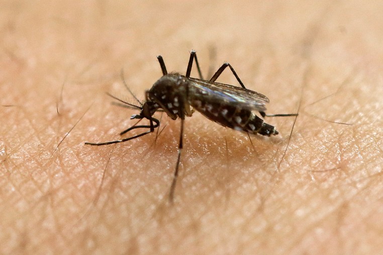 A female Aedes aegypti mosquito acquires a blood meal on the arm of a researcher