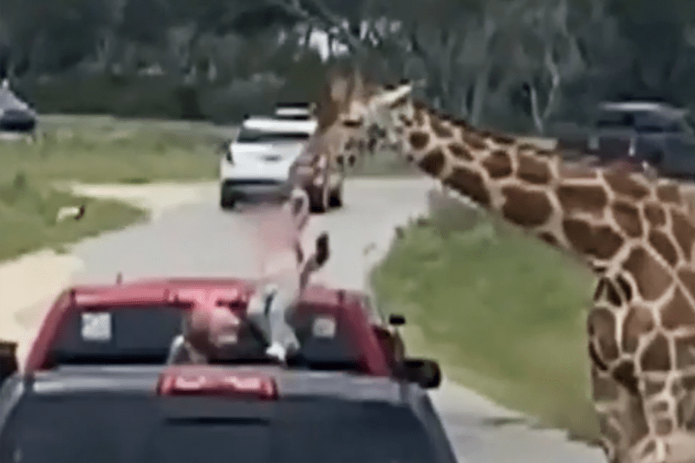 A toddler is lifted from a vehicle by a giraffe at Fossil Rim Wildlife Center in Glen Rose, Texas last weekend. 