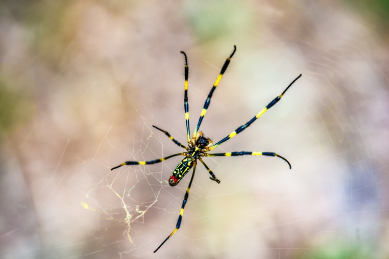 A joro spider on a spider web