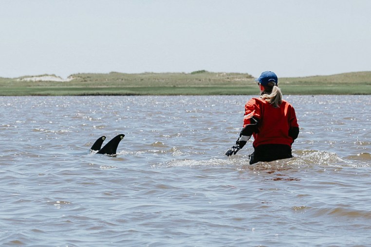 A responder tries to aid dolphins stranded in shallow mud flats along the coast of Cape Cod on Friday in Wellfleet, Massachusetts.