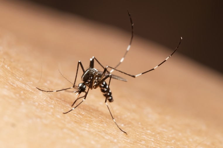 Aedes albopictus mosquito, sucking blood