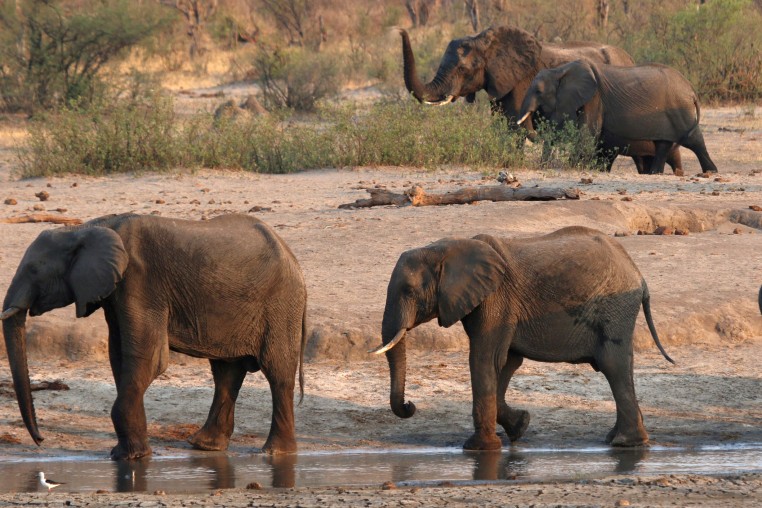 A group of elephants are seen near a watering hole inside Hwange National Park