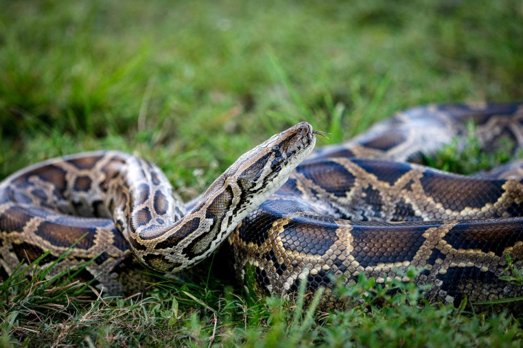 Burmese python.