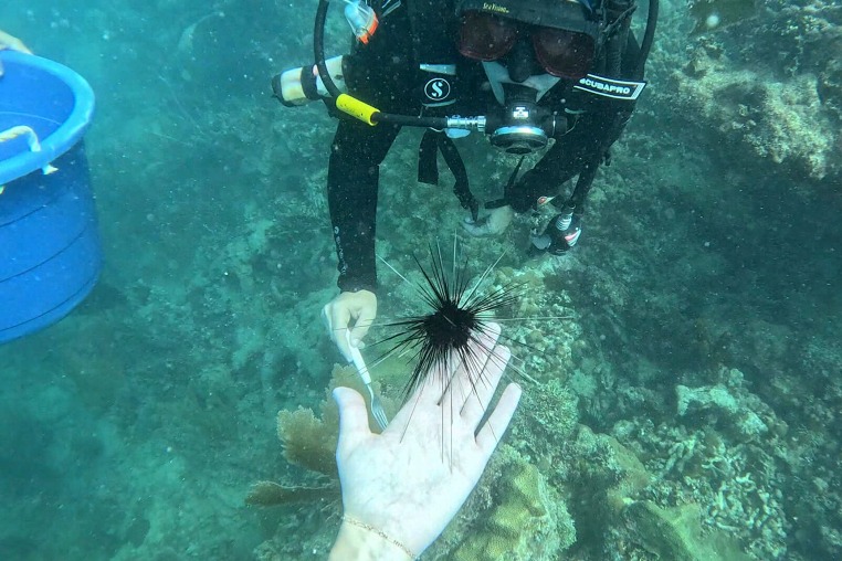 Correspondent Maura Barrett helps researchers place adult sized long-spined urchins - known as “goats or cows of the sea” - in a reef to help clean and protect the coral.