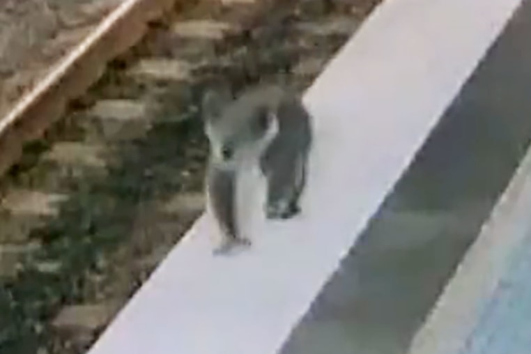 Koala at Sydney train station