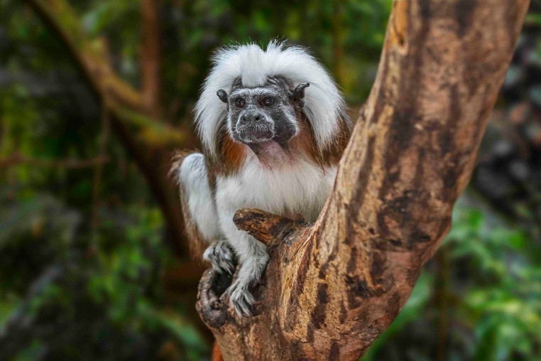 Cotton-top tamarin