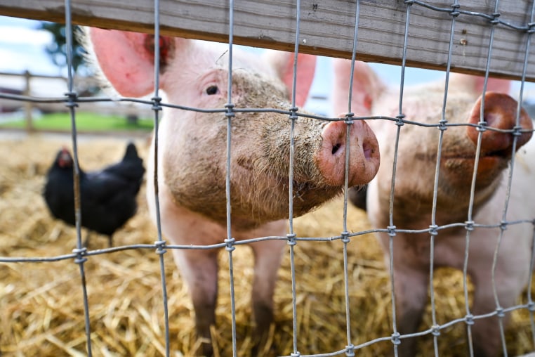 Pigs wait for food at the Burger's Farm Market