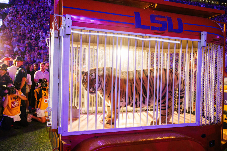 A live tiger rolled on the field of Tiger Stadium