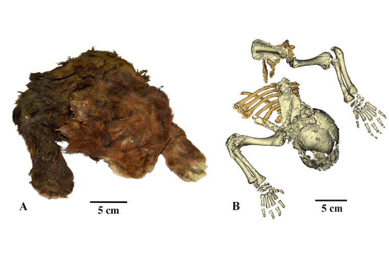 The frozen mummy of Homotherium latidens (Owen, 1846), specimen DMF AS RS, no. Met-20-1, Russia, Republic of Sakha (Yakutia), Indigirka River basin, Badyarikha River; Upper Pleistocene: (A) external appearance; (B) skeleton, CT-scan, dorsal view.