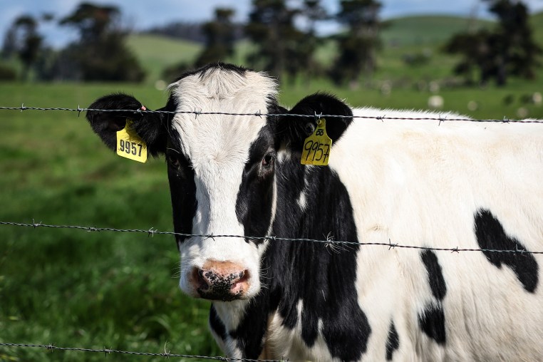 Virulent Strain Of Bird Flu Spreads Among Cattle Herds In The U.S.