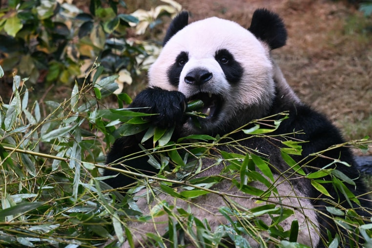 Hong Kong Panda Ocean Park