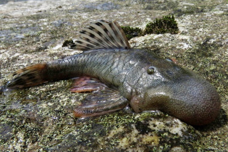 During an expedition to the Peruvian region of Alto Mayo, scientists working with Awajun indigenous communities discovered new species of plants, animals and insects