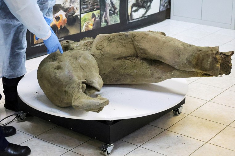 Remains of a well-preserved baby mammoth discovered in Siberian permafrost