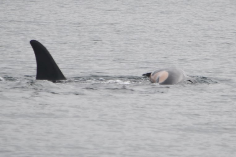 An orca mother, called Tahlequah, pushes its dead calf.