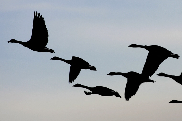 Silhouettes of eight geese flying in the sky