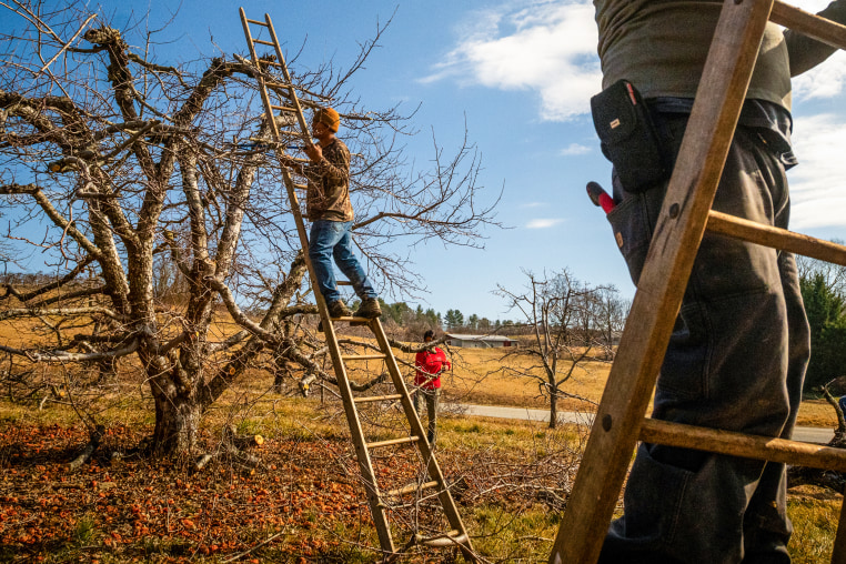 Farmers prune apple trees.