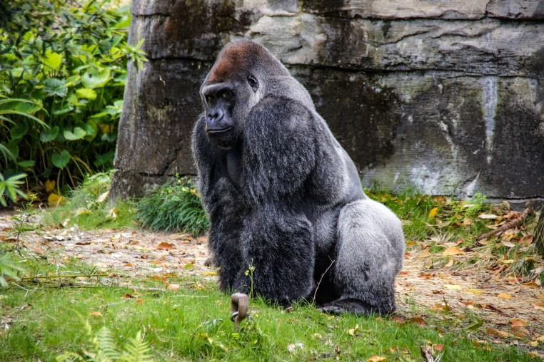 A Silverback Gorilla in 2024.