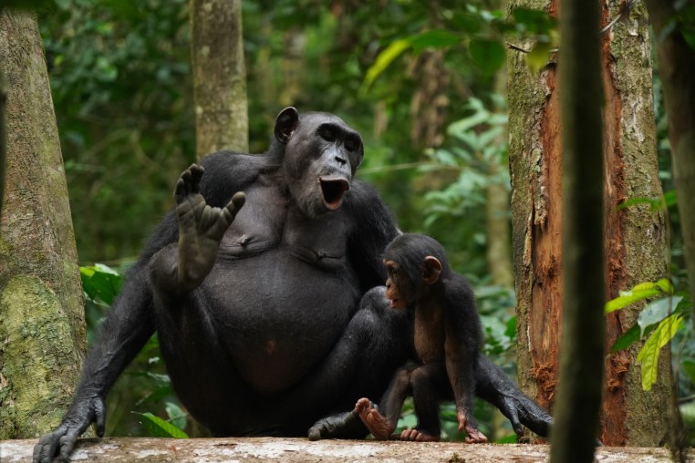 Chimpanzees Asanti and Akuna vocalizing. A new study shows that wild chimpanzees use a variety of call combinations to expand messaging.