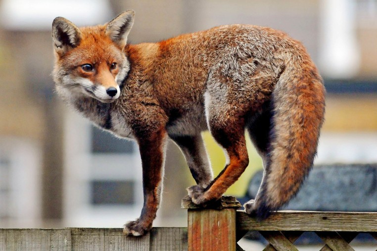 Urban Fox In West London