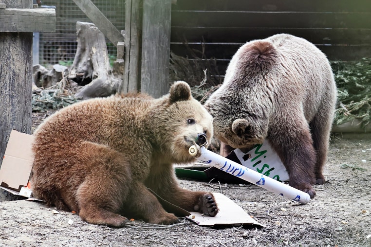 Bears Mish and Lucy at Wildwood Devon.