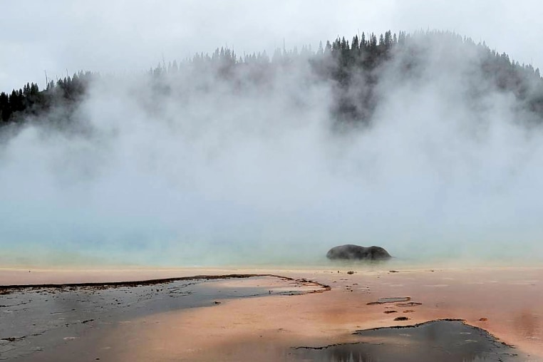 bison dying in a yellowstone national park hot spring