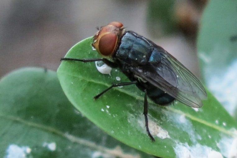 A New World screwworm (looks like a giant fly) stands atop a leaf outside