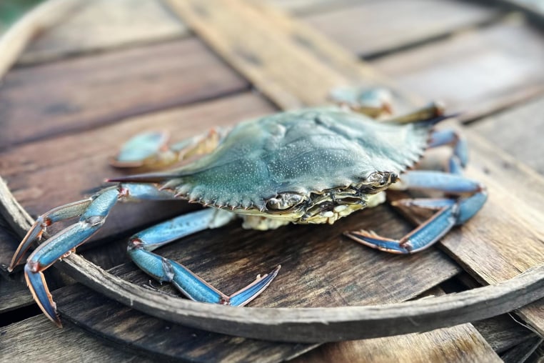 Blue crab