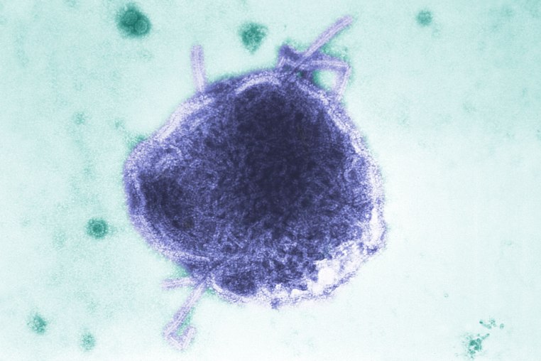Virus