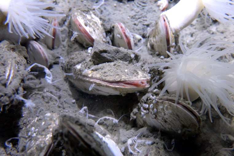 Dense aggregation of vesicomyid bivalves in the sediment at 5743 meters at Clam Bed.