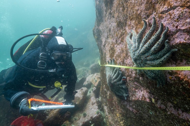 Sea Star Disease