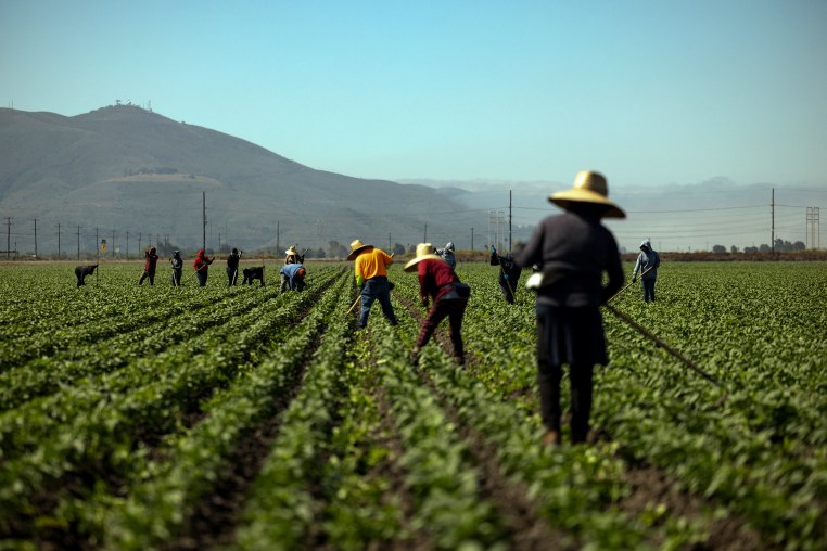 Farm workers on a field