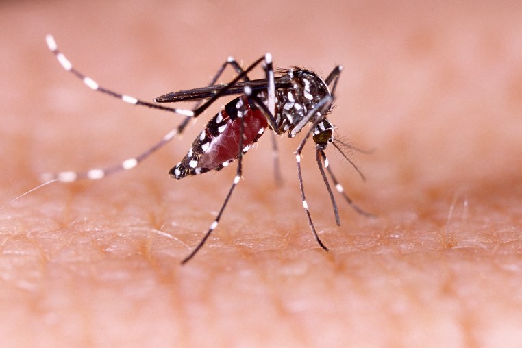 Aedes Eegypti.