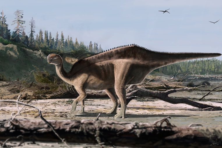 An artist’s impression of the Istiorachis macarthurae.