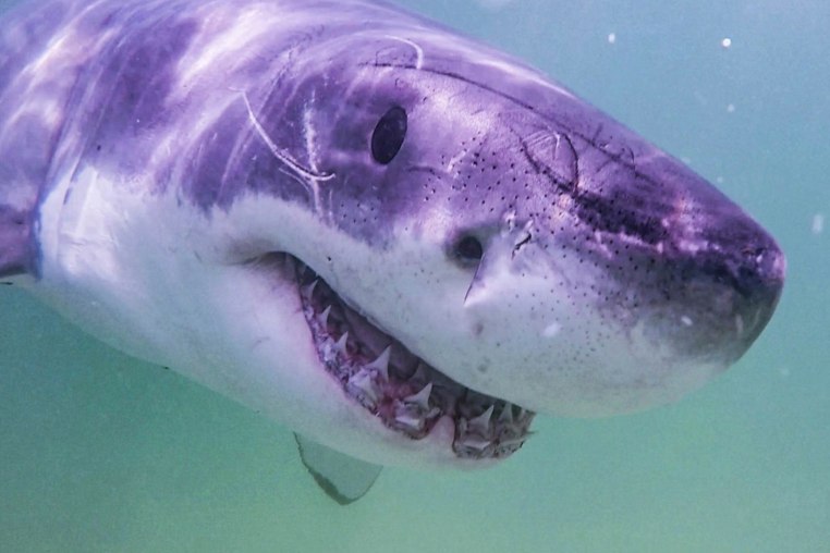 A shark swims in the ocean