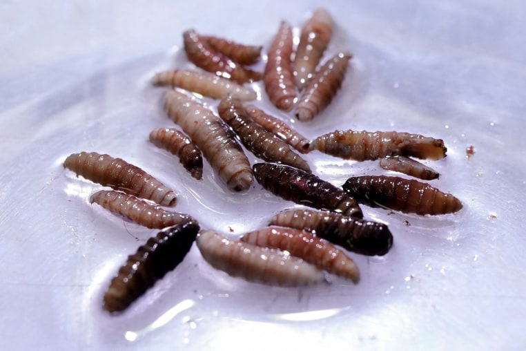 FILE PHOTO: Ranchers and scientists fight flesh-eating screwworm in Latin America