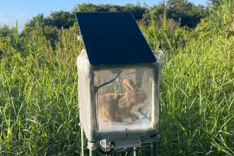 Robot rabbits the latest tool in Florida battle to control invasive Burmese pythons in Everglades
