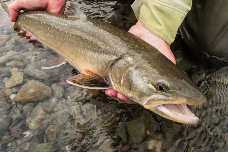 Hands hold a bukk trout fish near a stream, the fish has its' mouth open