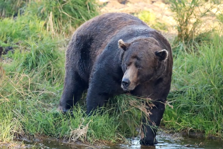 bear 32 chunk fat bear week 2025