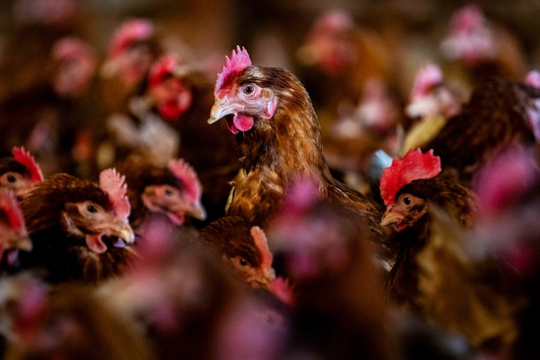 Poultry Farm Operations As Egg Prices Soar
