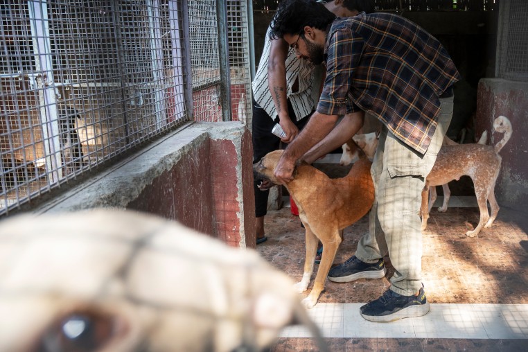 Dulari Animal Care Centre houses 200 stray dogs along with the occasional cats and monkeys who are brought in injured to the shelter. 