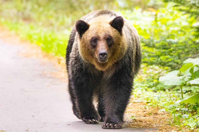 A brown bear walking