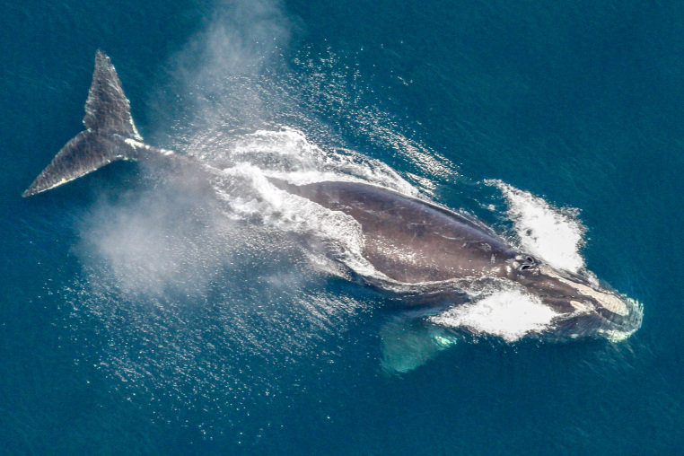 North Atlantic right whale.