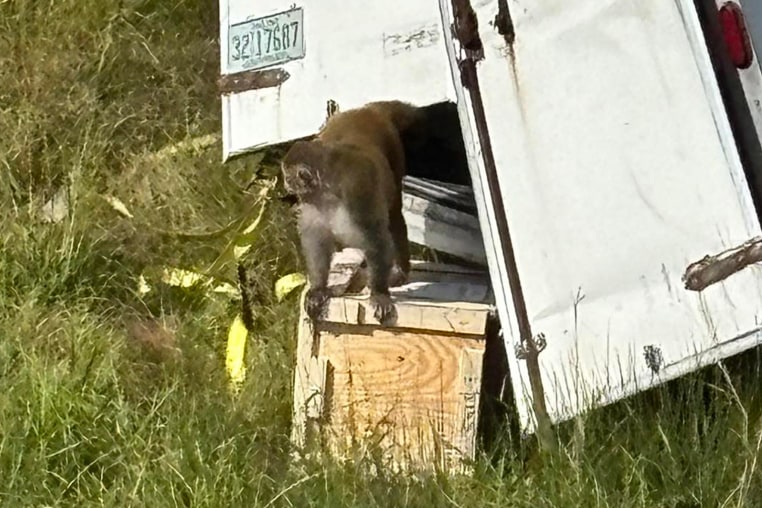 On Oct. 28, 2025 a truck carrying Rehsus monkeys from Tulane University wrecked in Mississippi.
