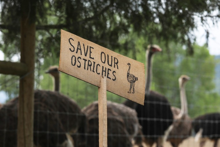 A sign calling for the protection of ostriches at the Universal Ostrich Farms.