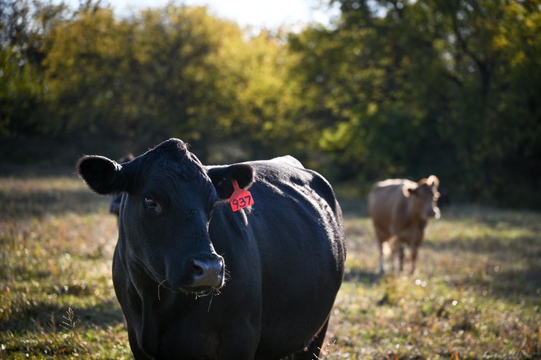 Beef cattle at a farm near Montrose, M.O.